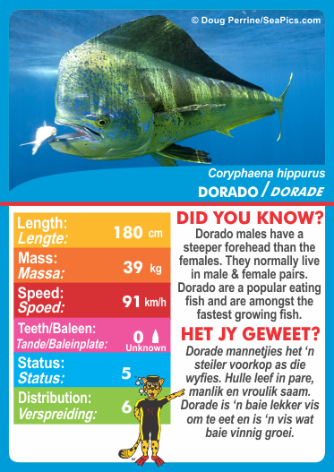 MENZO - Stat-it with Menzo Sea Life Cards
